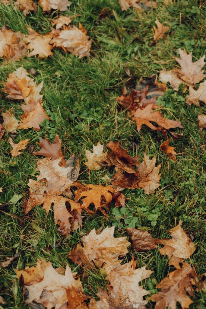 teintes d'hiver alsace