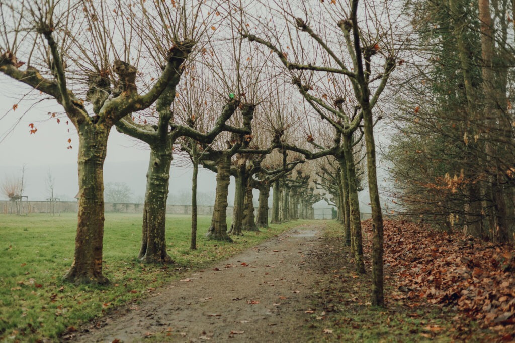 Chemin dans la brume parc de la léonardsau