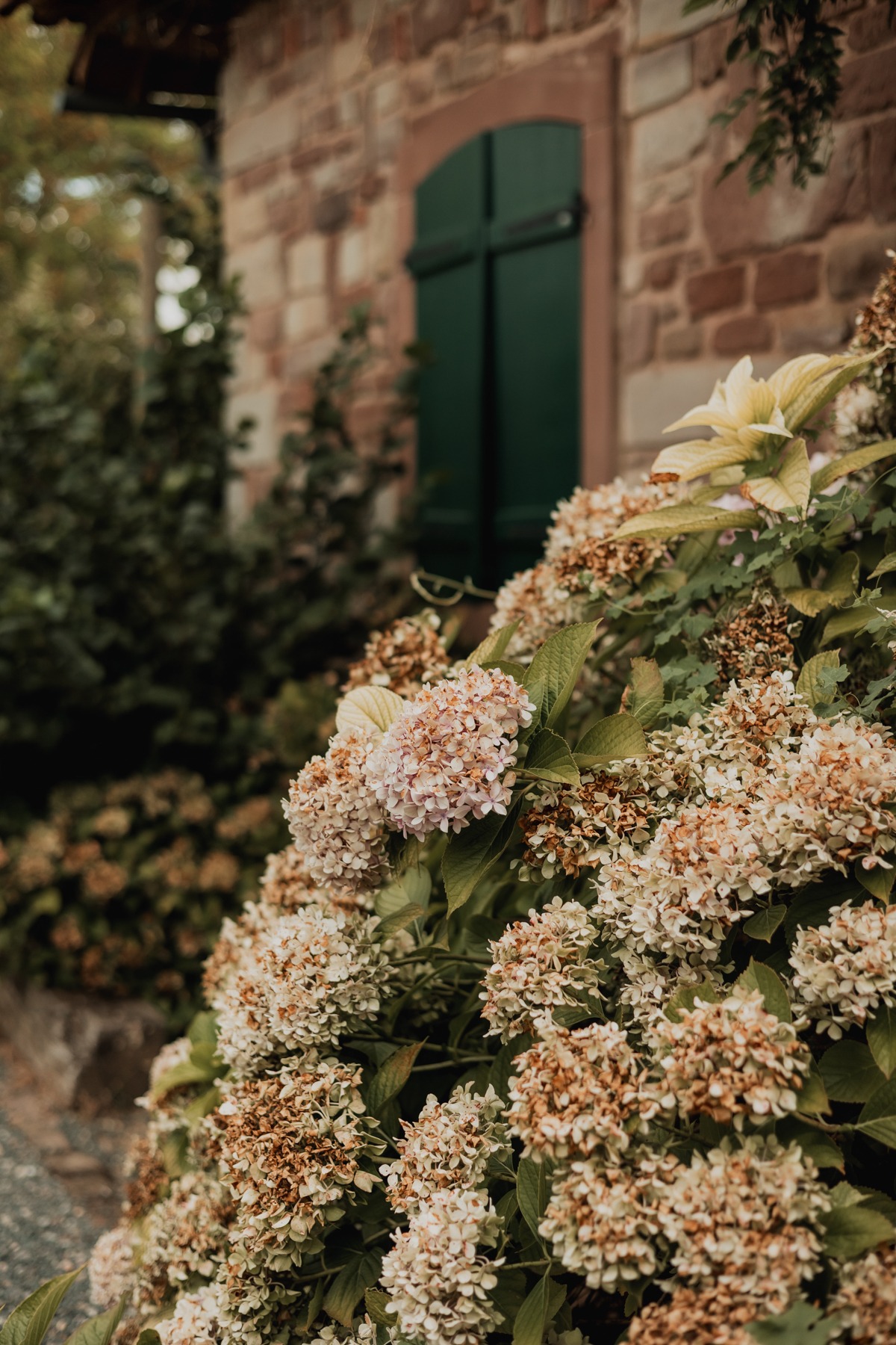 Hortensias en fleurs devant la façade en pierre du Domaine Imodis