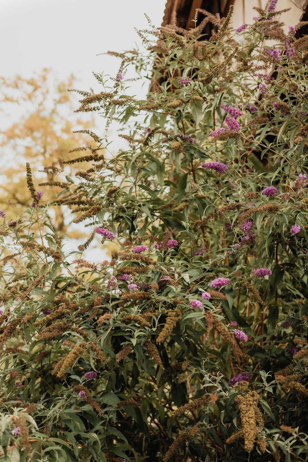Végétation fleurie et lumière dorée dans le jardin du Domaine Imodis