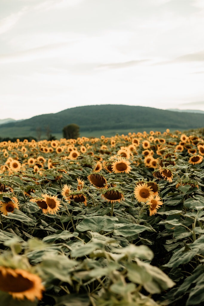Séance maternité en extérieur en Alsace, entre les tournesols et la lumière dorée du soir